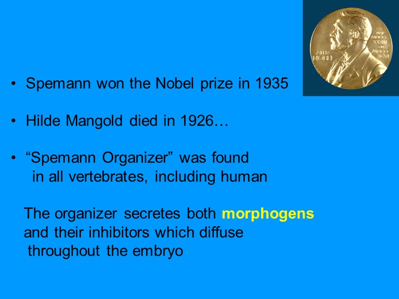 Spemann won the Nobel prize in 1935 Hilde Mangold died in 1926… Spemann won the Nobel prize in 1935 Hilde Mangold died in 1926…